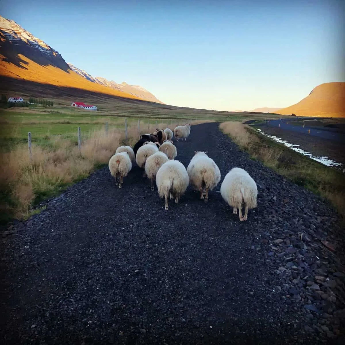 Fjárhópur gengur eftir sveitavegi milli fjallshlíða.