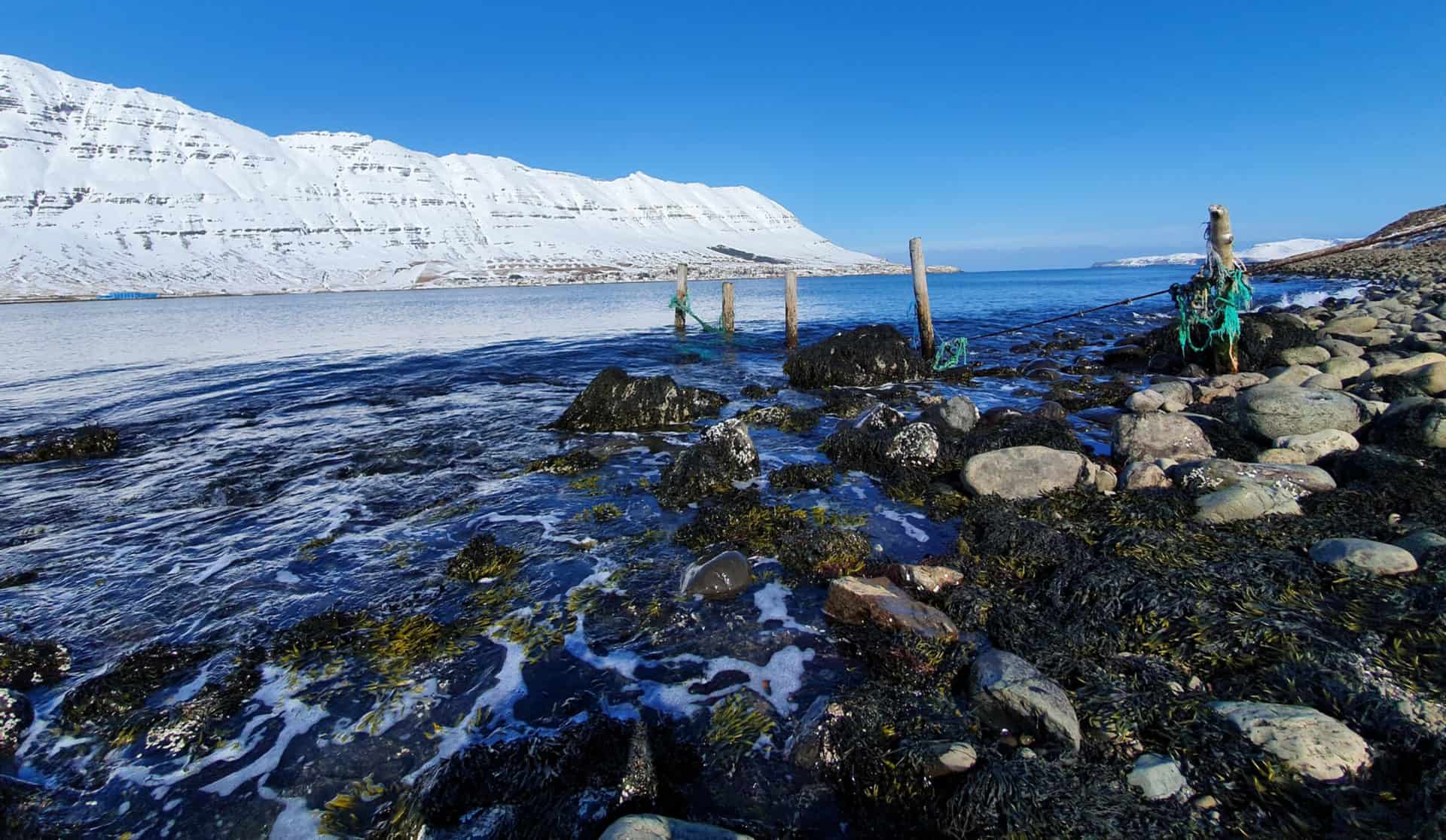 Grýtt fjara og gamlir staurar með snævi þakin fjöll handan fjarðarins